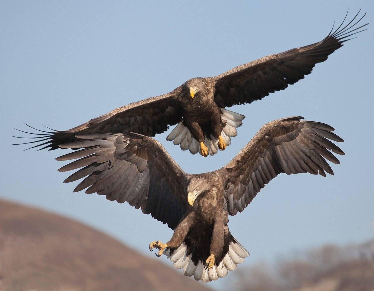 орлан, белохвостый, полет, Евгений Слободской