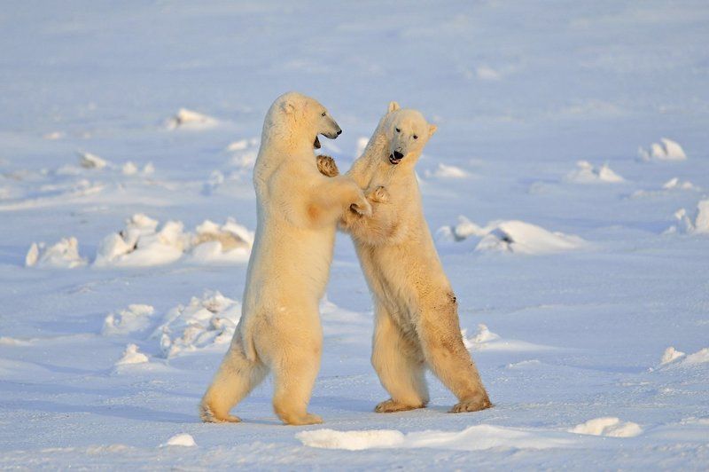 Вечерний вальсокphoto preview