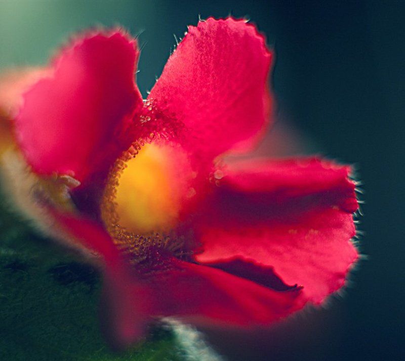 no titlephoto preview