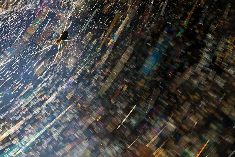 паук, паутина, блики Ловец радугиphoto preview