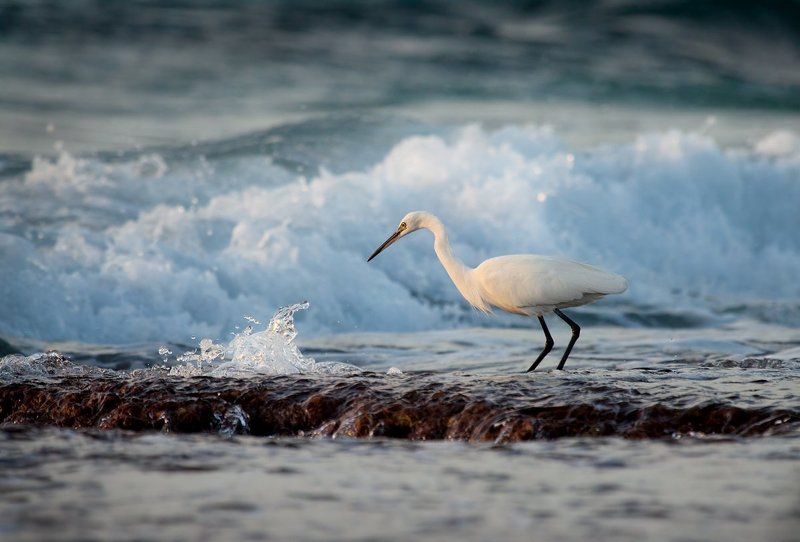 малая, белая, цапля диалогphoto preview