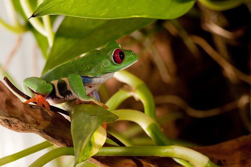 Тропикиphoto preview