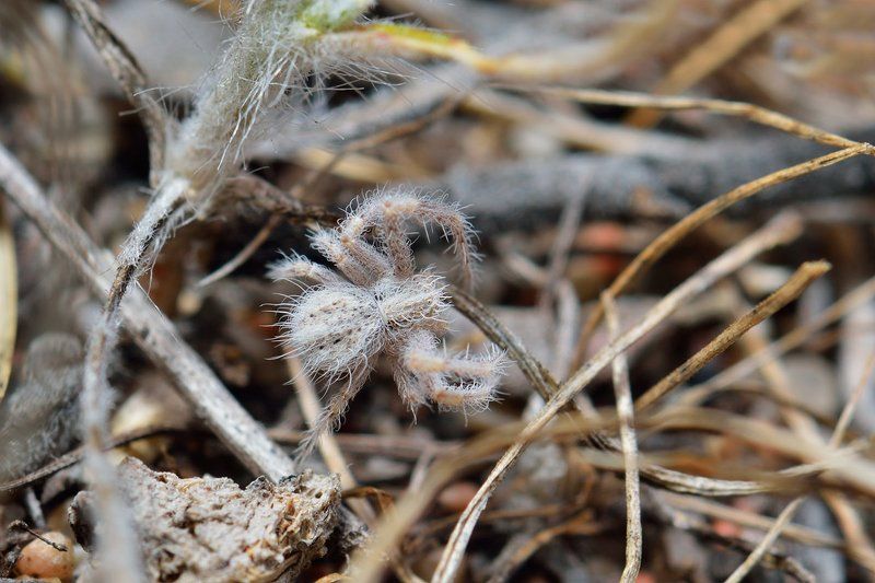 nikon, d7000, macro, kazakhstan, nature, spider, казахстан, природа, макро, паук Нелегкая дорога к мамеphoto preview