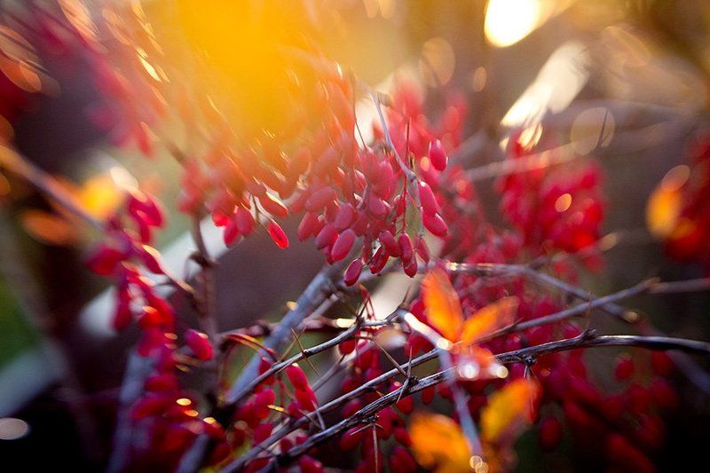 природа, красота, краски, барбарис, осень Яркие краскиphoto preview