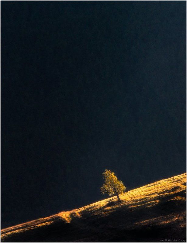 one, alone, карпаты, смереки, дерево, свет, лес, fototour.by, , луч, кривополье, перевал, космос, space, wood, wall, carpathian, nikkor, 70-210/f4 / ONE /photo preview