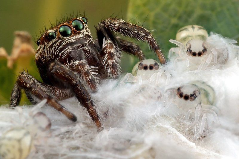 паук, , , скакун Чьи-то детишки :)photo preview