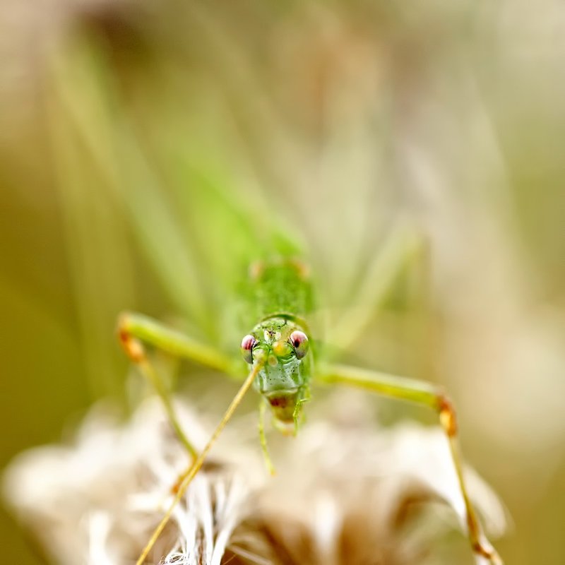 Глаза в глазаphoto preview