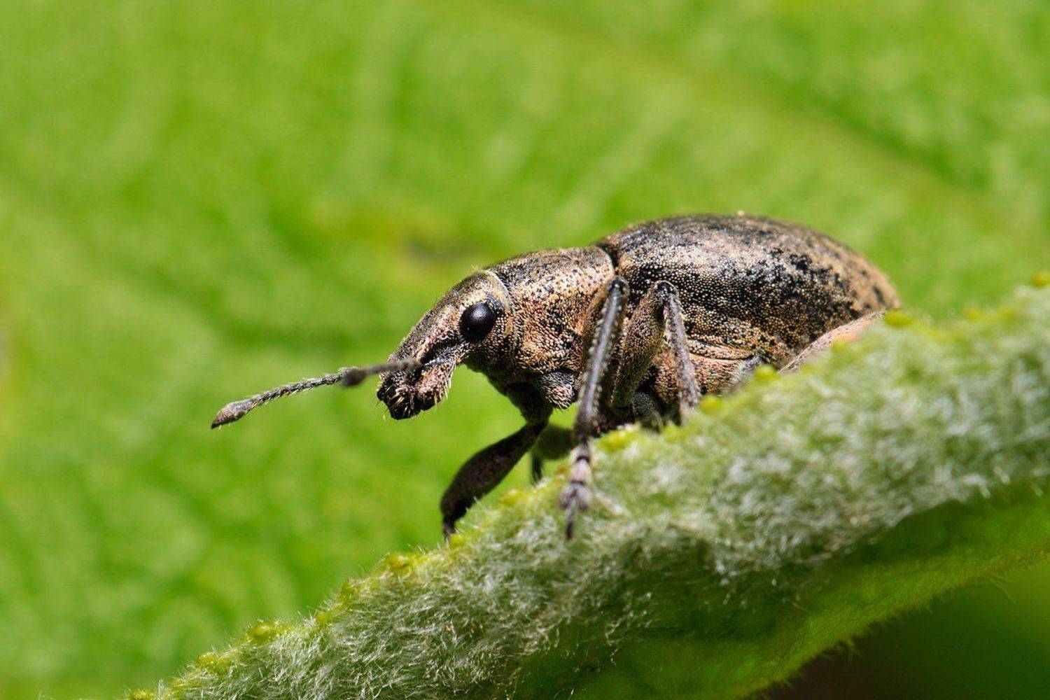 nikon, d7000, macro, kazakhstan, nature, curculionoidea, coleoptera, arthropoda, weevil, beetle, макро, долгоносик, жук, Эдуард Ким