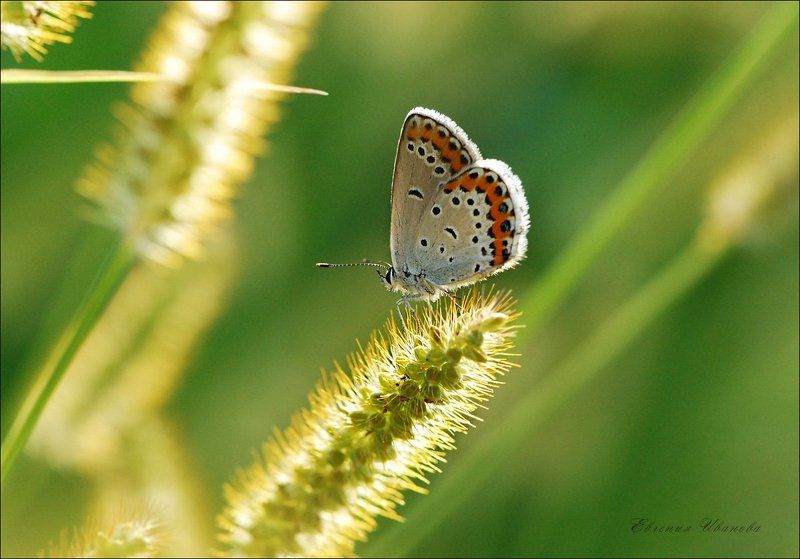 * фото превью