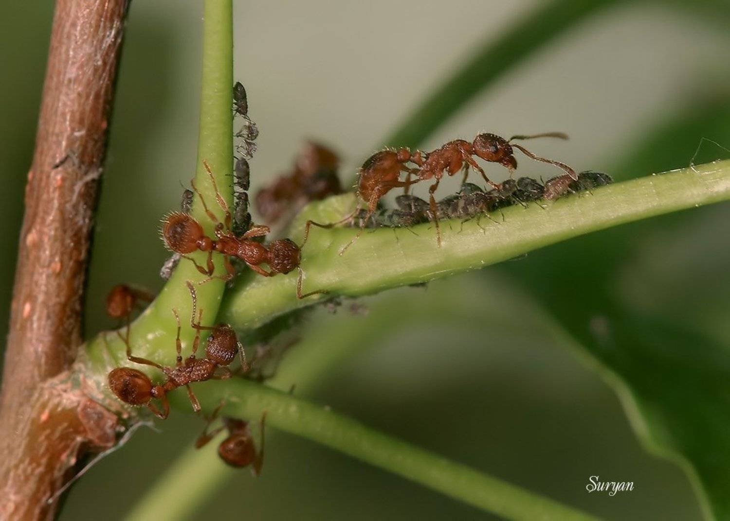 До чего же жизнь красива. Автор: Олег Сурьянинов , Олег Сурьянинов