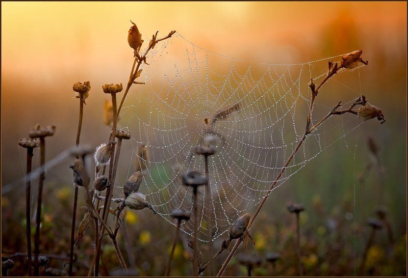 лето,природа,утро,роса, Август.photo preview