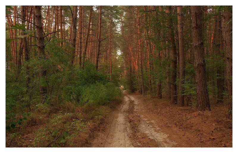 осень, лес, тропинка, сосны *лесными тропинками осень гуляет*photo preview