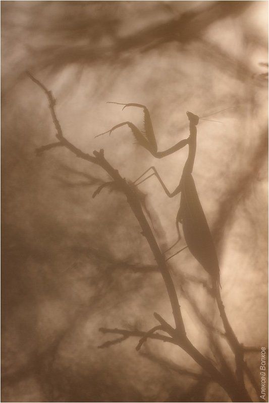 богомол, осень, скумпия Хищная графикаphoto preview