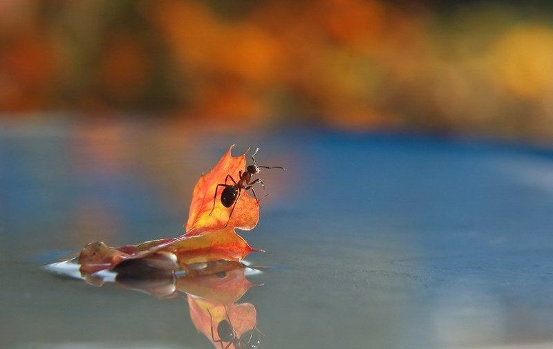 муравей.осень. УНЕСЕННЫЕ ВЕТРОМ.photo preview