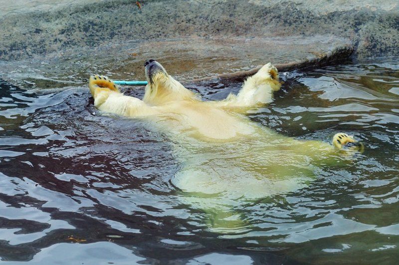 Медвежья Антальяphoto preview