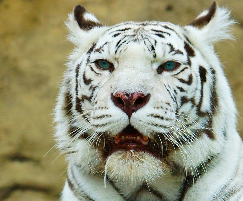 Блондинкаphoto preview