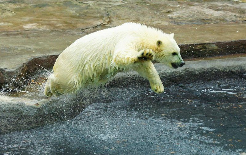 Медведь-летяга...:-)photo preview