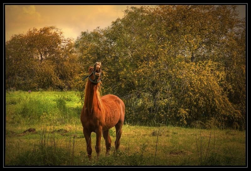 лошадка Крик душиphoto preview
