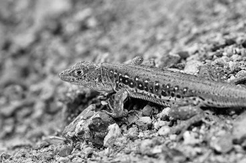 nikon, d7000, asia, kazakhstan, nature, wildlife, lizard, казахстан, природа, ящурка На стартеphoto preview