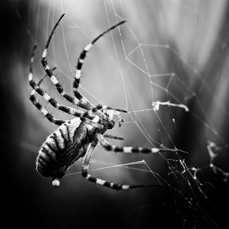 spiderphoto preview