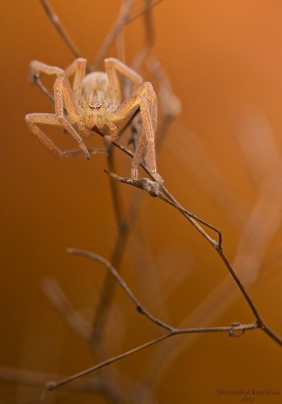 ростислав, макро, 150мм Поздняя осеньphoto preview