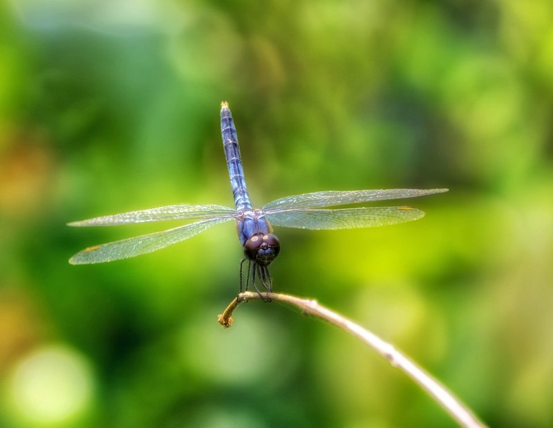 Potamarcha congener (Rambur, 1842)photo preview