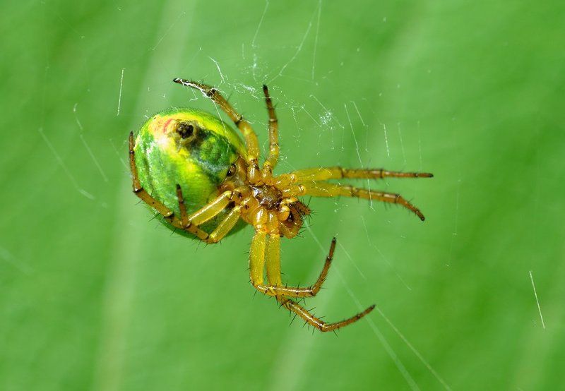 nikon, d7000, macro, kazakhstan, nature, spider, казахстан, природа, макро, паук Араниелла тыквообразнаяphoto preview