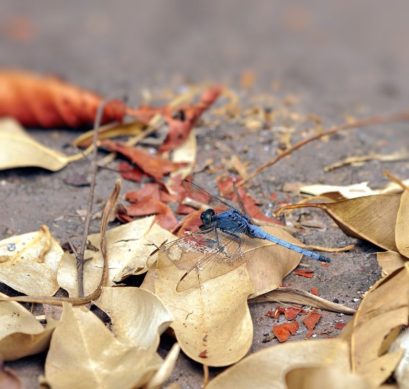 Orthetrum luzonicumphoto preview