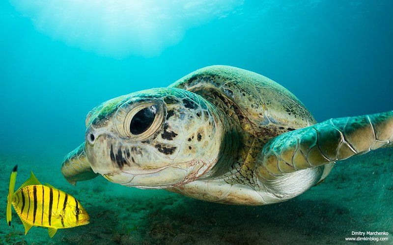 turtle,green turtle,черепаха ***photo preview