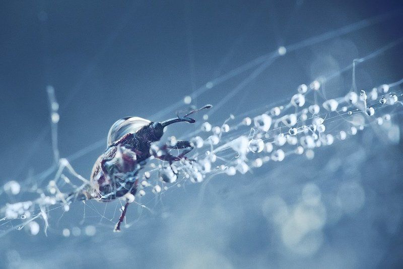 альпинистphoto preview