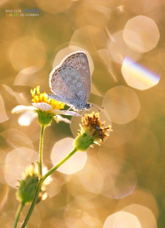 Lycaenidaephoto preview