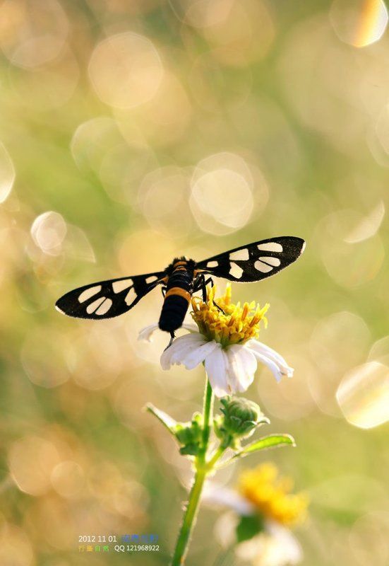 мечтаphoto preview