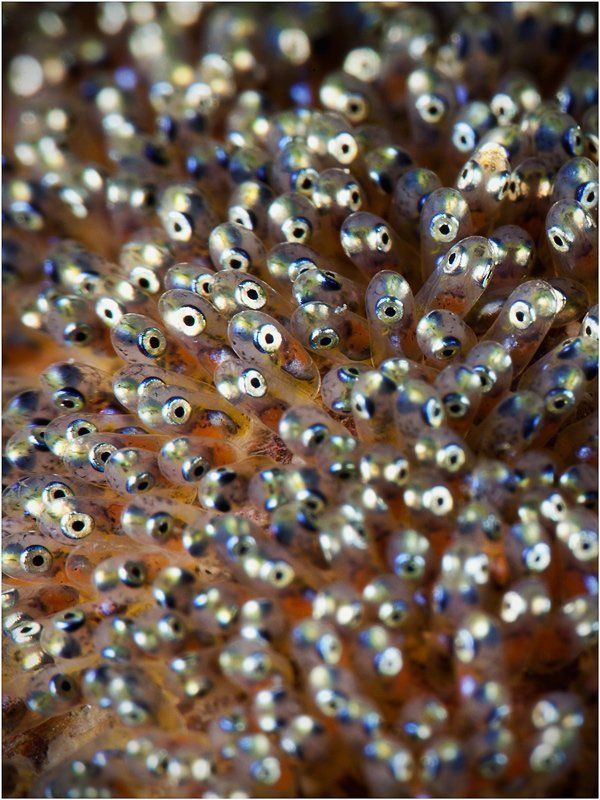 Икра с глазамиphoto preview