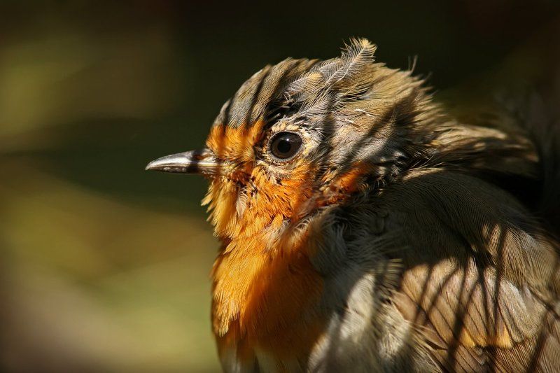 Вождь краснокожих Зоркий Глаз в засаде...photo preview