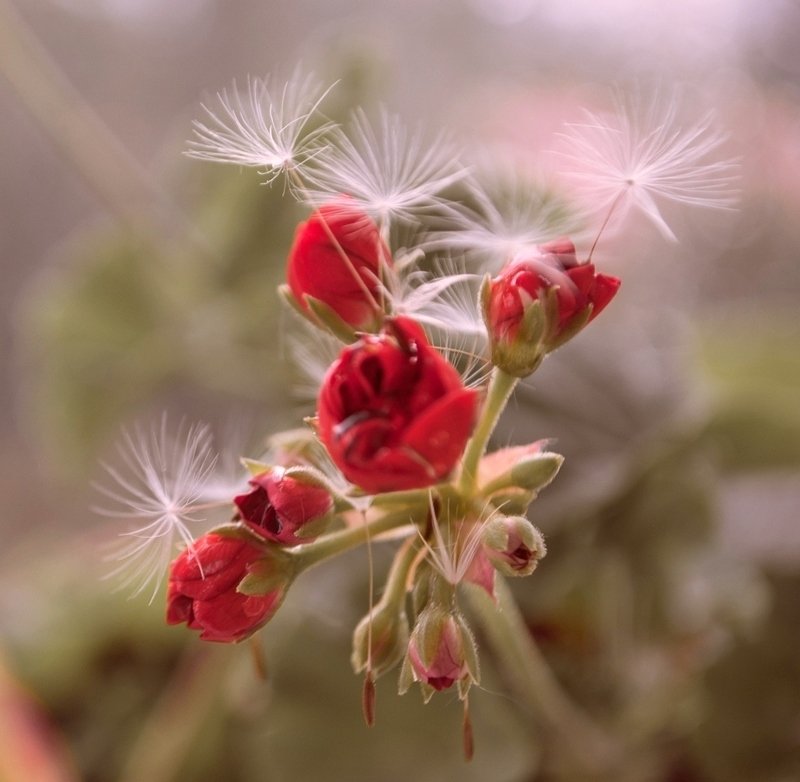 Герань малютка-розочкаphoto preview