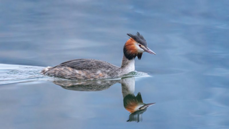 чомга БОЛЬШАЯ ПОГАНКАphoto preview