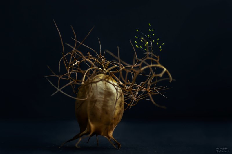 макро, природа, растения, цветы, кладка, насекомые, macro, nature, plants, flowers, laying, insects, Чудо-юдоphoto preview