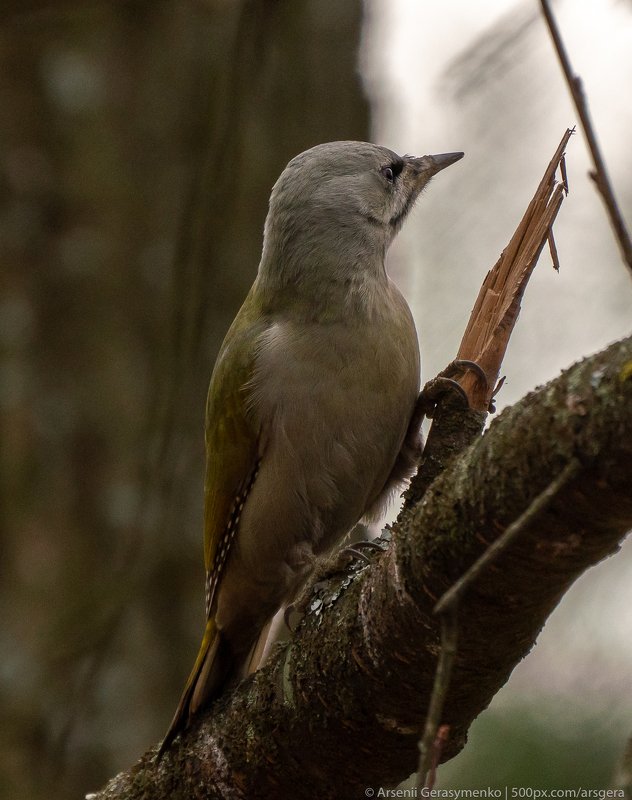picus canus, europe, forest, wildlife, birdwatching, female, gray, wildlife ukraine, sitting, closeup portrait, grey-faced woodpecker, nature, animal, bird, pecker, piciformes, picidae, winter, tree, green, grey-headed, canus, branch, woodpecker, picus, l Grey-headed woodpecker female portraitphoto preview