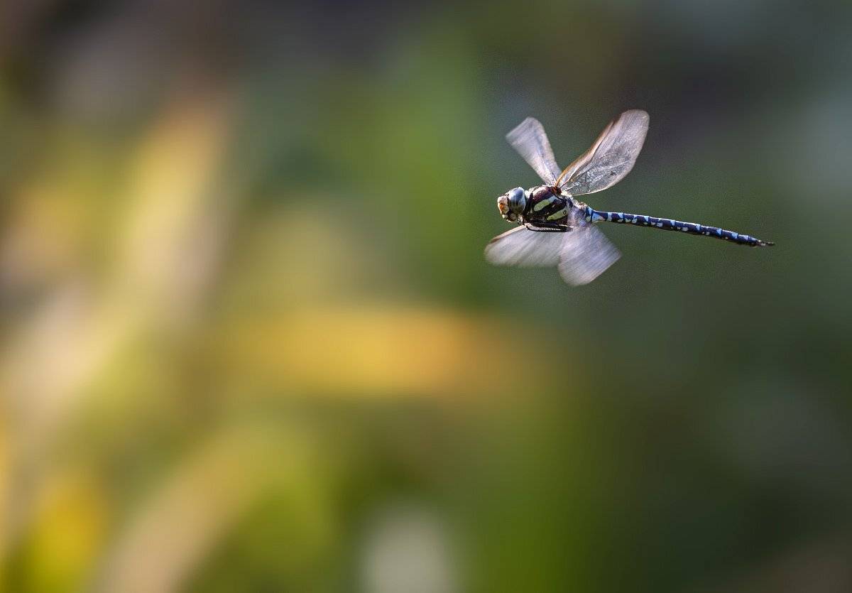 Из лета в осень. Автор: Евгений Слободской стрекоза коромысло полет сентябрь, Евгений Слободской