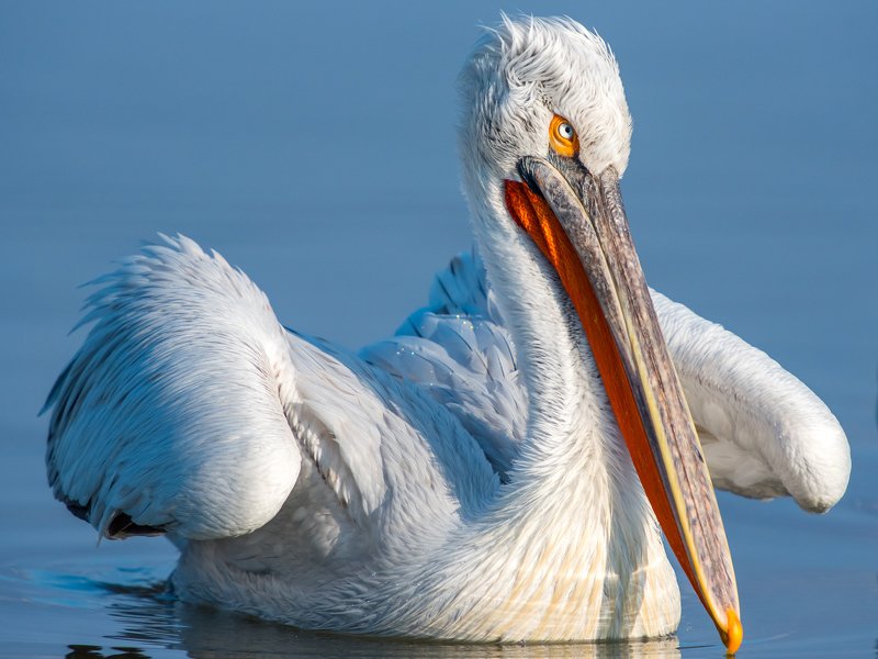 Pelicans-portraitphoto preview