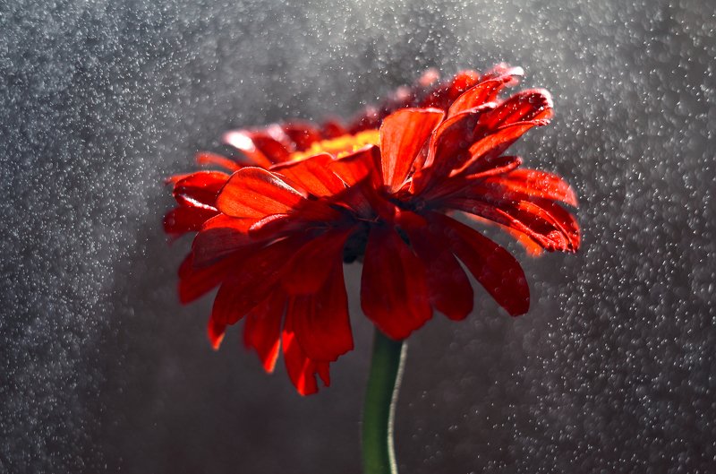 цветы, лето, свежесть, pentacon, закат, вода, брызги, волшебство, nikon, Алой свежестьюphoto preview