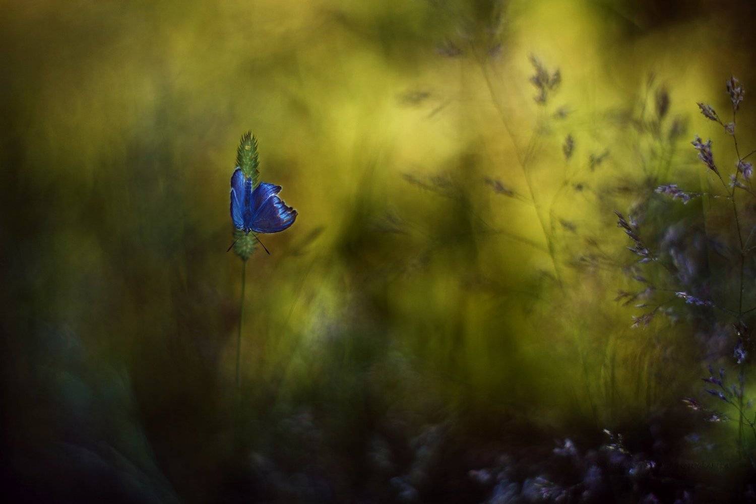 When the sun went down. Автор: Grzegorz macrofun Pazdyga macrofun,butterfly,meadow,green,sun, Grzegorz macrofun Pazdyga