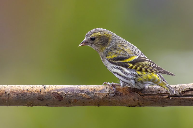 birds Eurasian siskinphoto preview