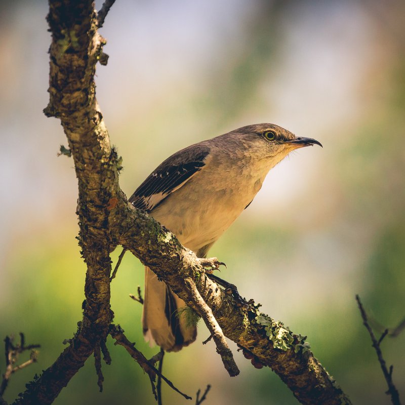 Northern Mockingbird фото превью
