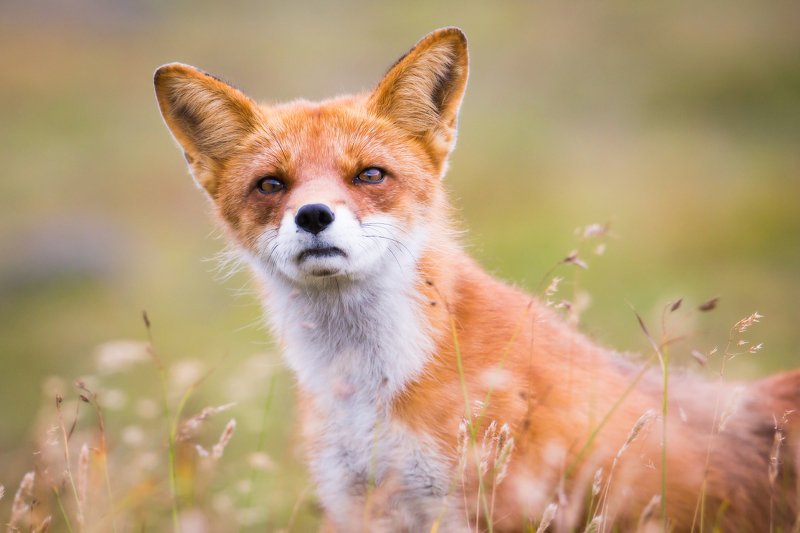 лис, дикая природа, портрет животного, камчатка, лиса Борзотаphoto preview