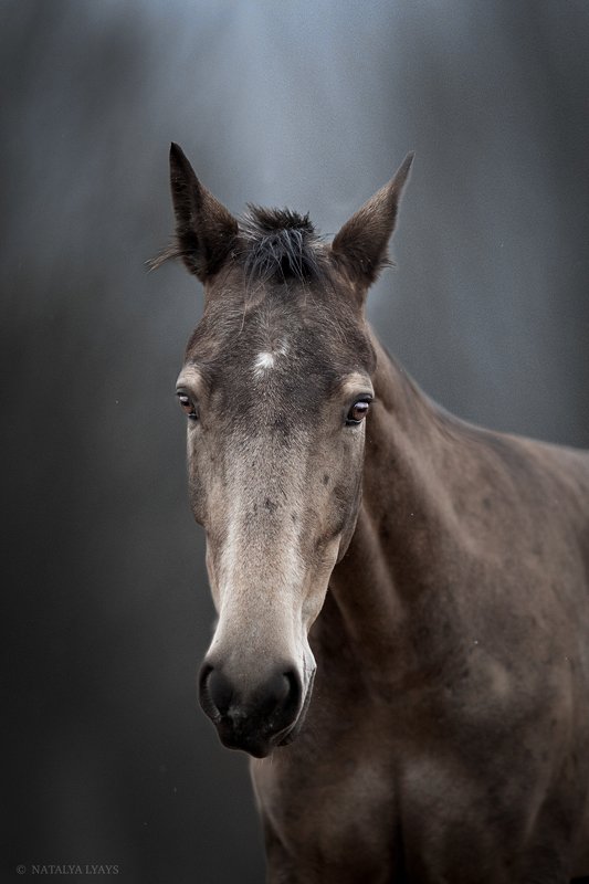 В левадахphoto preview