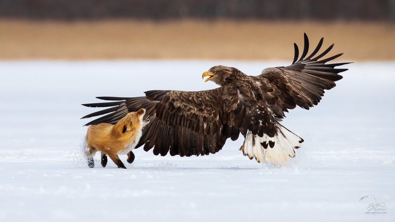 Противостояние.photo preview