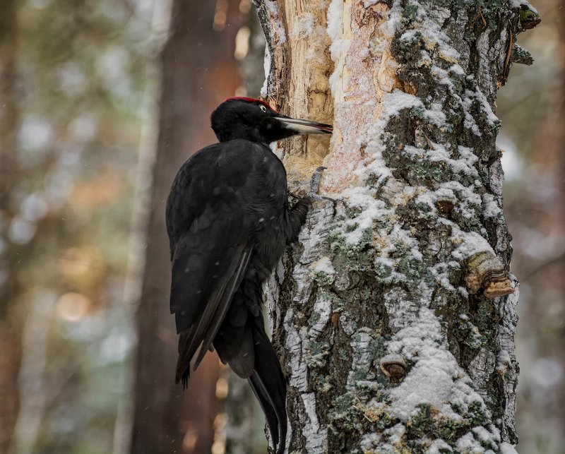 birds, птица, желна, чёрный дятел, дерево, Желна..photo preview