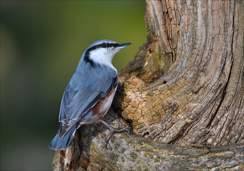 поползень ***photo preview