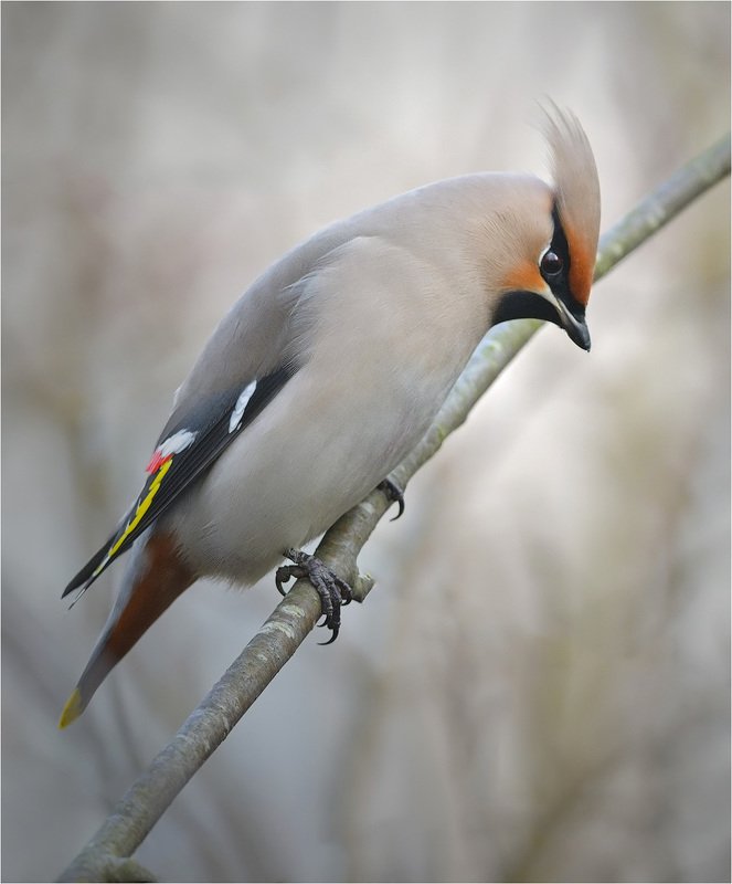 свиристель ***photo preview